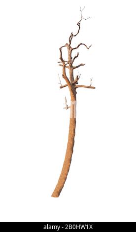 Dying tree on white background Stock Photo