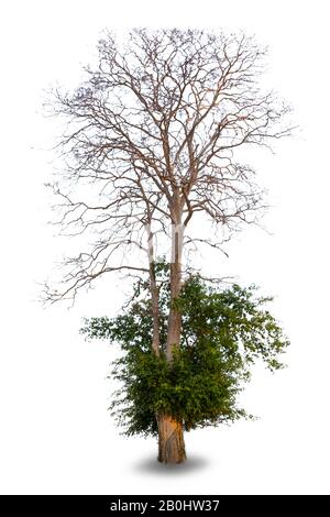 Tree Is Dying on white background, beautiful trees from Thailand,  For use in architectural design, Scientific name : Lagerstroemia floribunda Jack ex Stock Photo