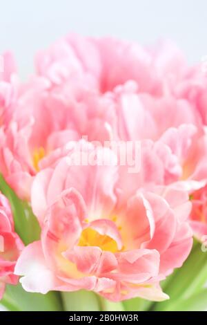 Beautiful peony pink tulips close up view. Greeting card with flower for Mother's day, Woman's day and Wedding. Soft focus. Stock Photo