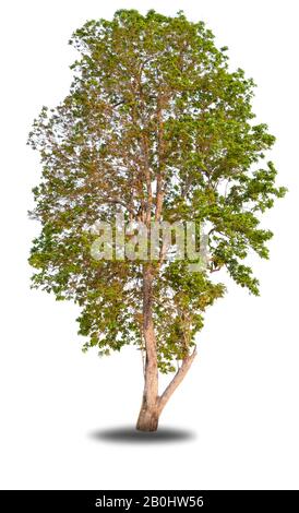 Big old tree on white background Stock Photo