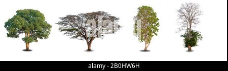 Collection four big tree at white background Stock Photo