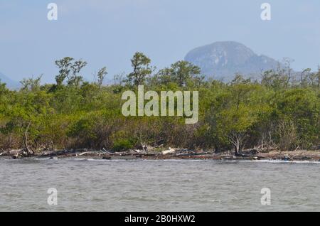 The narrow mangrove forest fringe and coastal dry forest in Gibara Bay, southeastern Cuba Stock Photo