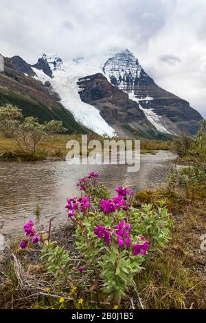 Broad-leaf Fireweed, Chamaenerion latifolium, along a streamside gravel bar along the Robson River in Mount Robson Provincial Park, British Columbia, Stock Photo