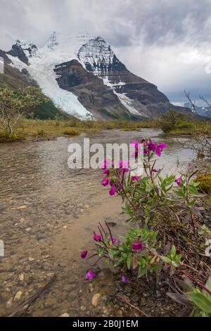 Broad-leaf Fireweed, Chamaenerion latifolium, along a streamside gravel bar along the Robson River in Mount Robson Provincial Park, British Columbia, Stock Photo