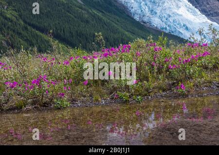 Broad-leaf Fireweed, Chamaenerion latifolium, along a streamside gravel bar along the Robson River, Berg Glacier distant, in Mount Robson Provincial P Stock Photo