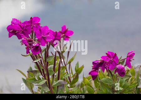 Broad-leaf Fireweed, Chamaenerion latifolium, along a streamside gravel bar along the Robson River in Mount Robson Provincial Park, British Columbia, Stock Photo