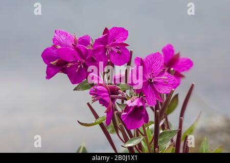 Broad-leaf Fireweed, Chamaenerion latifolium, along a streamside gravel bar along the Robson River in Mount Robson Provincial Park, British Columbia, Stock Photo