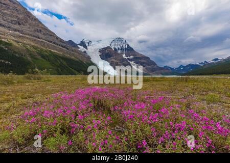 Broad-leaf Fireweed, Chamaenerion latifolium, along a streamside gravel bar along the Robson River in Mount Robson Provincial Park, British Columbia, Stock Photo