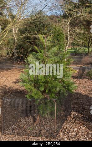 Winter Foliage of an Evergreen White or Incense Cedar Tree (Calocedrus decurrens) in a Woodland Garden in Rural Devon, England, UK Stock Photo