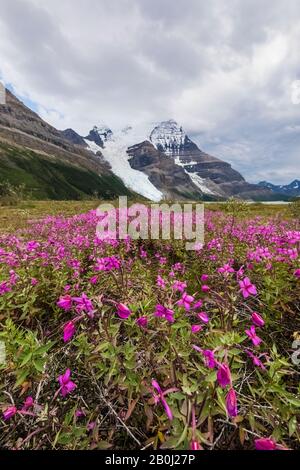 Broad-leaf Fireweed, Chamaenerion latifolium, along a streamside gravel bar along the Robson River in Mount Robson Provincial Park, British Columbia, Stock Photo