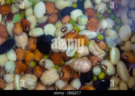 View of the pulses, cereals, beans and peas soaked in water as a preparation step for cooking. Stock Photo