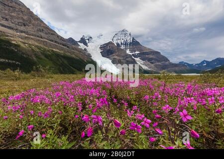 Broad-leaf Fireweed, Chamaenerion latifolium, along a streamside gravel bar along the Robson River in Mount Robson Provincial Park, British Columbia, Stock Photo