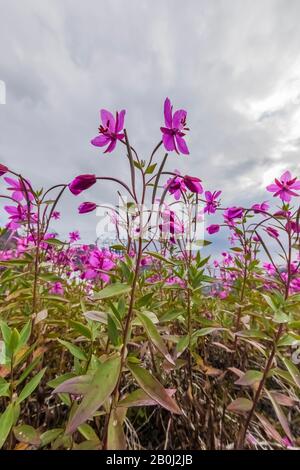 Broad-leaf Fireweed, Chamaenerion latifolium, along a streamside gravel bar along the Robson River in Mount Robson Provincial Park, British Columbia, Stock Photo