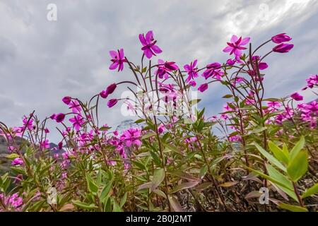 Broad-leaf Fireweed, Chamaenerion latifolium, along a streamside gravel bar along the Robson River in Mount Robson Provincial Park, British Columbia, Stock Photo