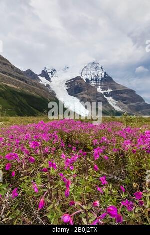 Broad-leaf Fireweed, Chamaenerion latifolium, along a streamside gravel bar along the Robson River in Mount Robson Provincial Park, British Columbia, Stock Photo