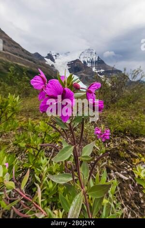 Broad-leaf Fireweed, Chamaenerion latifolium, along a streamside gravel bar along the Robson River in Mount Robson Provincial Park, British Columbia, Stock Photo