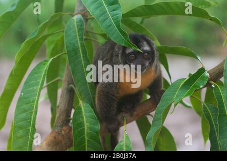 PERU, AMAZON RIVER BASIN, NEAR IQUITOS, MARANON RIVER, NIGHT OWL MONKEY IN TREE Stock Photo