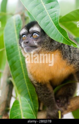 PERU, AMAZON RIVER BASIN, NEAR IQUITOS, MARANON RIVER, NIGHT OWL MONKEY IN TREE, CLOSE-UP Stock Photo