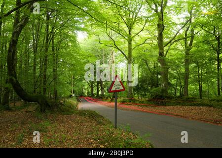 A cattle grid sign beside a country lane in a deciduous woodland on Horner Hill, Exmoor National Park, Somerset, England. Stock Photo
