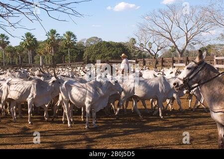 BRAZIL, MATO GROSSO, PANTANAL, REFUGIO ECOLOGICO CAIMAN, RANCH, COWBOYS (PANTANEIROS) ON HORSEBACK HERDING CATTLE Stock Photo