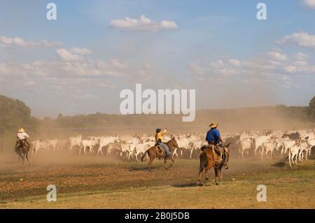 BRAZIL, MATO GROSSO, PANTANAL, REFUGIO ECOLOGICO CAIMAN, RANCH, COWBOYS (PANTANEIROS) ON HORSEBACK HERDING CATTLE, DUST Stock Photo