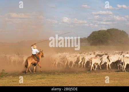 BRAZIL, MATO GROSSO, PANTANAL, REFUGIO ECOLOGICO CAIMAN, RANCH, COWBOY (PANTANEIRO) ON HORSEBACK HERDING CATTLE, DUST Stock Photo