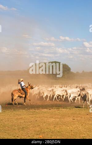 BRAZIL, MATO GROSSO, PANTANAL, REFUGIO ECOLOGICO CAIMAN, RANCH, COWBOY (PANTANEIRO) ON HORSEBACK HERDING CATTLE, DUST Stock Photo