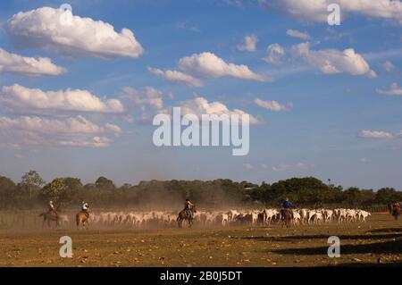 BRAZIL, MATO GROSSO, PANTANAL, REFUGIO ECOLOGICO CAIMAN, RANCH, COWBOYS (PANTANEIROS) ON HORSEBACK HERDING CATTLE Stock Photo