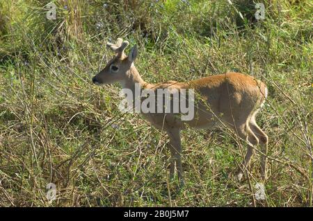 BRAZIL, MATO GROSSO, PANTANAL, REFUGIO ECOLOGICO CAIMAN, PAMPAS DEER, Ozotoceros bezoarticus, ENDANGERED Stock Photo