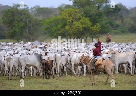 BRAZIL, SOUTHERN PANTANAL, PANTANEIRO COWBOYS ROUNDING UP CATTLE Stock Photo