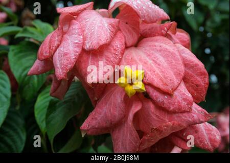 COSTA RICA, NEAR FORTUNA, MALEKU TRIBE, VILLAGE, flowering plant, tree musaenda eritrophila (rubiaceae) Stock Photo