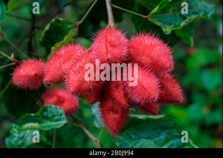 COSTA RICA, NEAR FORTUNA, MALEKU TRIBE, VILLAGE, ANNATTO PLANT USED FOR RED DYE Stock Photo