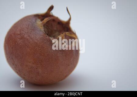 Medlar fruit mespilus germanica . Watercolor hand drawn ripened fruit medlar Mespilus germanica, known as the medlar or common medlar isolated on a Stock Photo