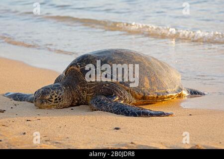 Green sea turtle, Chelonia mydas, basks on Poipu Beach at sunset, Kauai, Hawaii, USA Stock Photo