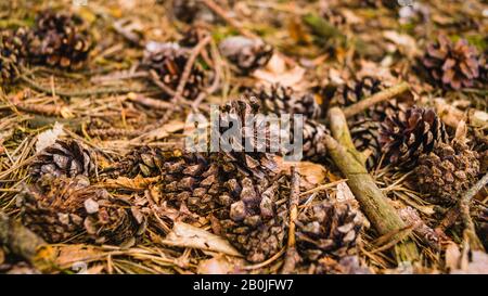 A high angle shot of pine cones and dried branches on the ground under the sun Stock Photo