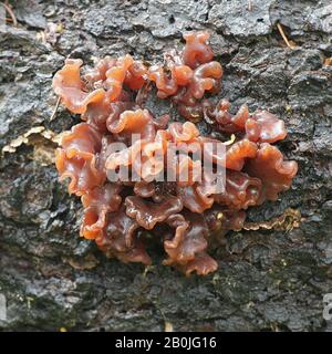 Tremella foliacea, commonly known as the leafy brain, jelly leaf or brown witch's butter, wild fungus from Finland Stock Photo