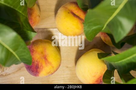 Ripe peaches on a white background. Peaches. isolate. Macro Banner View from above. Place for text Stock Photo