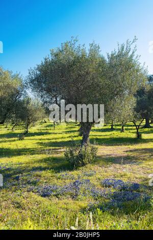 Beautiful view of olive trees in spring in Salento, in Puglia, with blooming blue flowers and a bright blue sky. Selective focus, copy space. Spring c Stock Photo