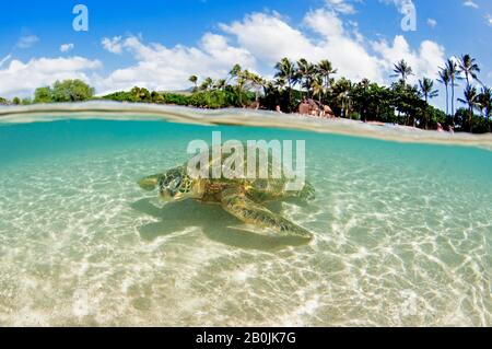Green sea turtle, Chelonia mydas, Koolina, Oahu, Hawaii, USA Stock Photo