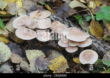 Lepista irina (also Clitocybe irina), known as the flowery blewit, wild mushroom from Finland Stock Photo