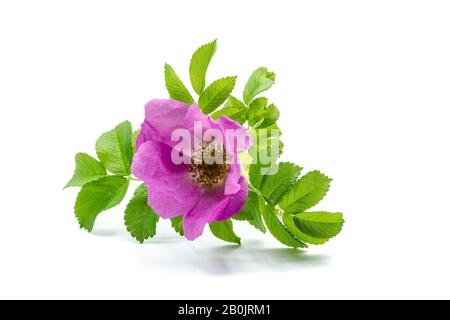 Rose hip blossom isolated on white background Stock Photo
