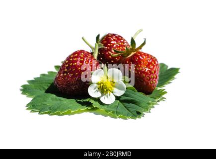 strawberries isolated on white background Stock Photo