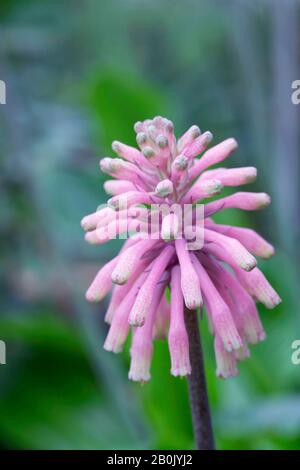 Veltheimia bracteata flowers growing in a protected environment. Stock Photo