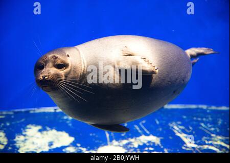 RUSSIA, SIBERIA, NEAR IRKUTSK, LAKE BAIKAL, BAIKAL ECOLOGY MUSEUM, BAIKAL SEAL, ONLY FRESHWATER SEAL IN THE WORLD Stock Photo