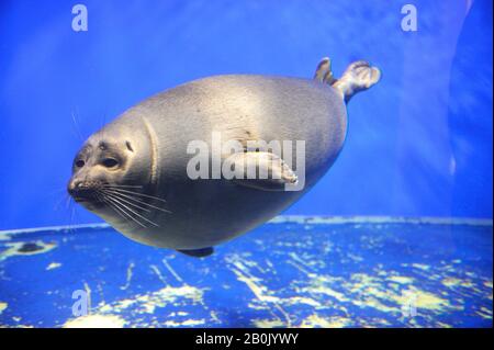 RUSSIA, SIBERIA, NEAR IRKUTSK, LAKE BAIKAL, BAIKAL ECOLOGY MUSEUM, BAIKAL SEAL, ONLY FRESHWATER SEAL IN THE WORLD Stock Photo