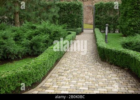 Buxus sempervirens boxwood in a classic English garden. Stock Photo