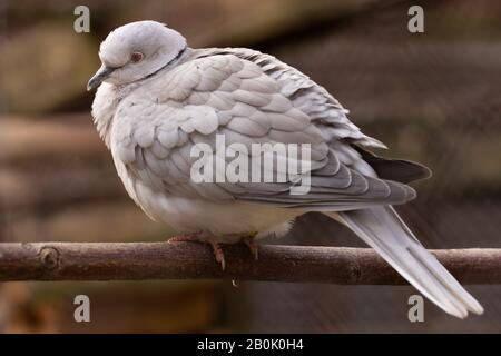 A pigeon of a Texan meat breed sits on a pole in a paddock. Stock Photo