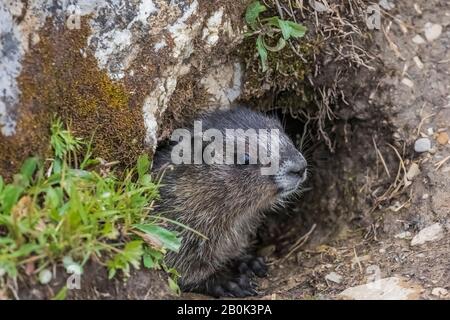 Hoary Marmot, Marmota caligata, above treeline in a mountain meadow in Mount Robson Provincial Park, British Columbia, Canada Stock Photo