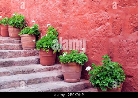 White flowering geranium plants in clay pots on stone steps against red rustic wall . Stock Photo