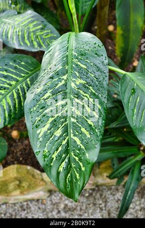 Leaf of tropical 'Dieffenbachia Seguine' plant with yellow stripes covered in raindrops Stock Photo